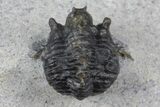 Rare, Proetid (Otarionella) Trilobite - Jebel Oudriss, Morocco #183723-2